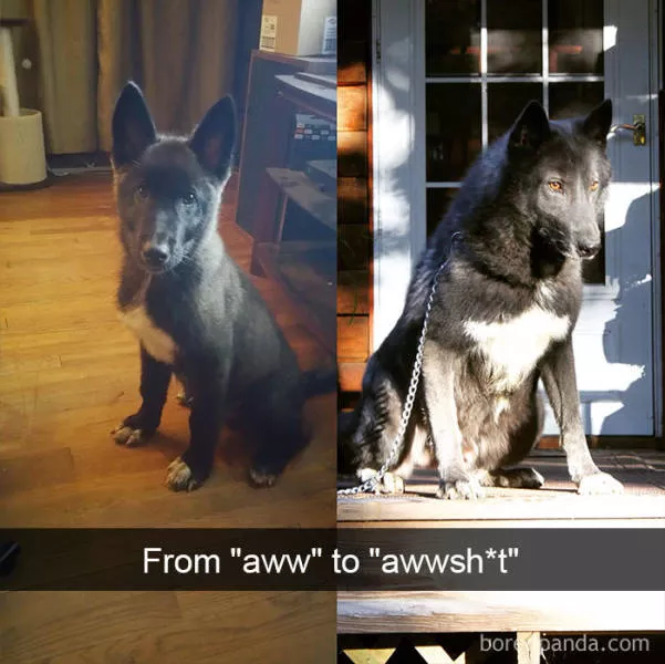 Chiens dans snapchat - #18 