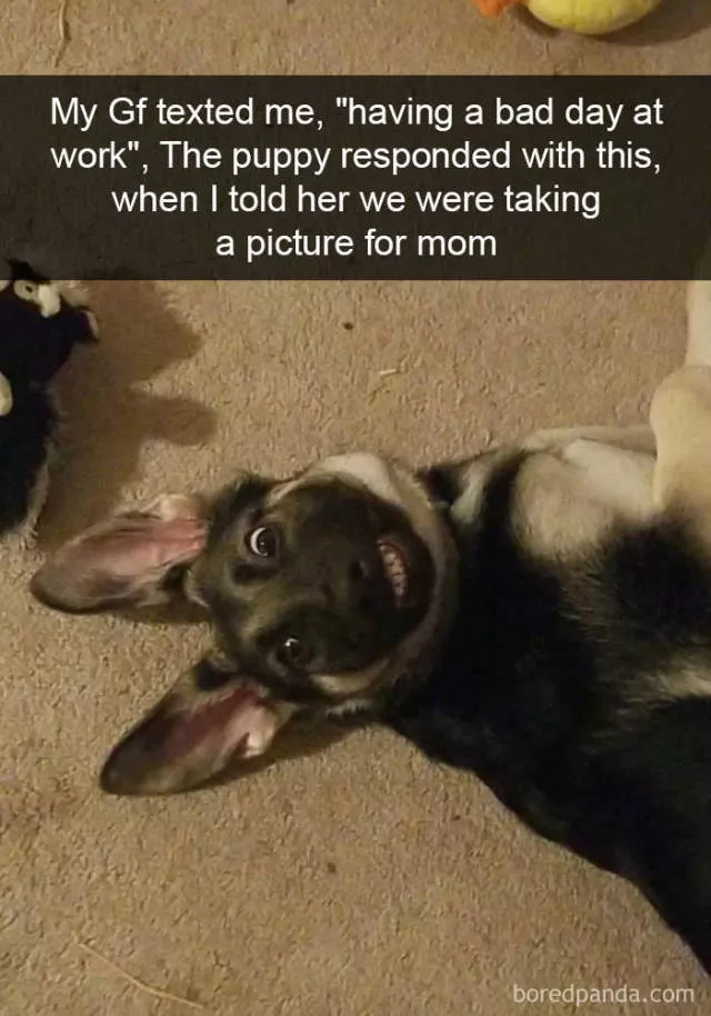 Dogs in snapchat - #19 