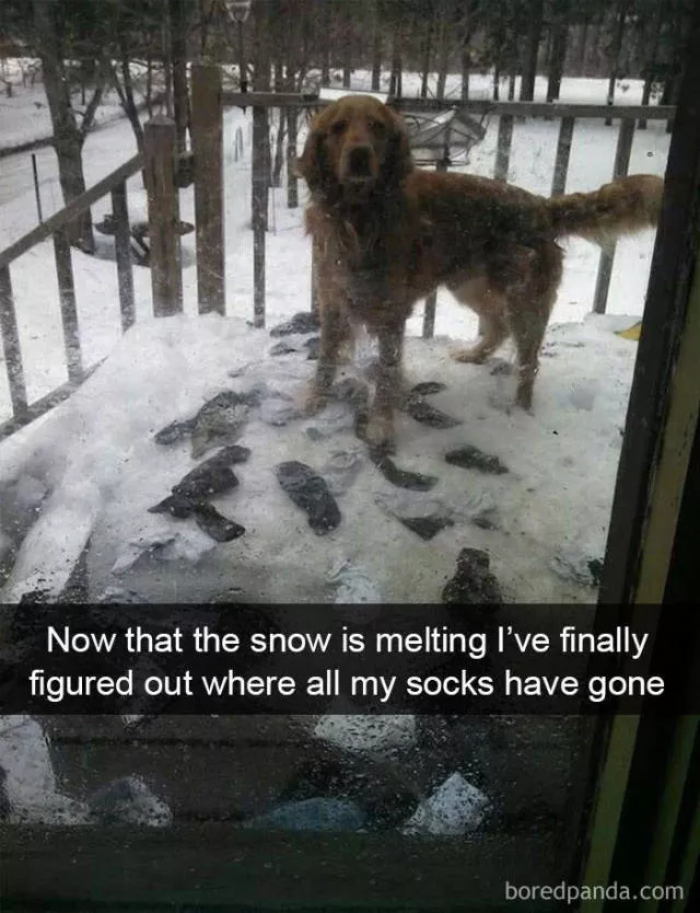 Dogs in snapchat - #2 