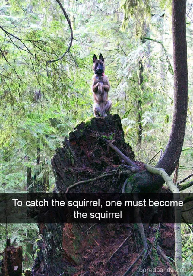 Chiens dans snapchat - #20 