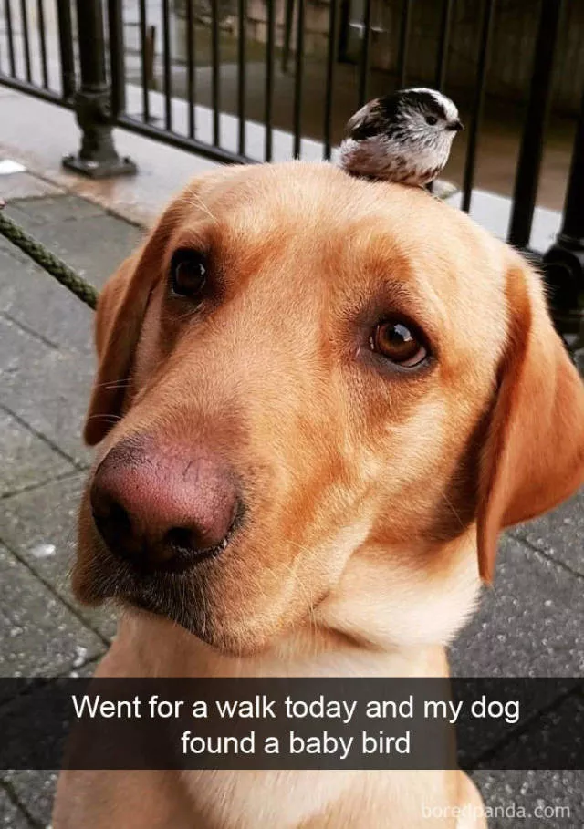 Chiens dans snapchat - #22 