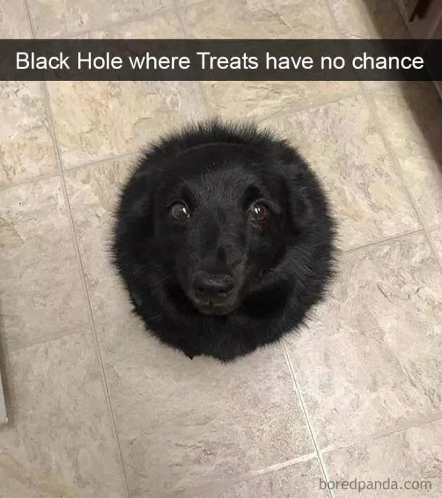 Chiens dans snapchat - #23 