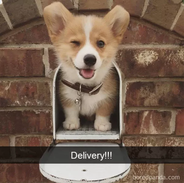 Chiens dans snapchat - #25 