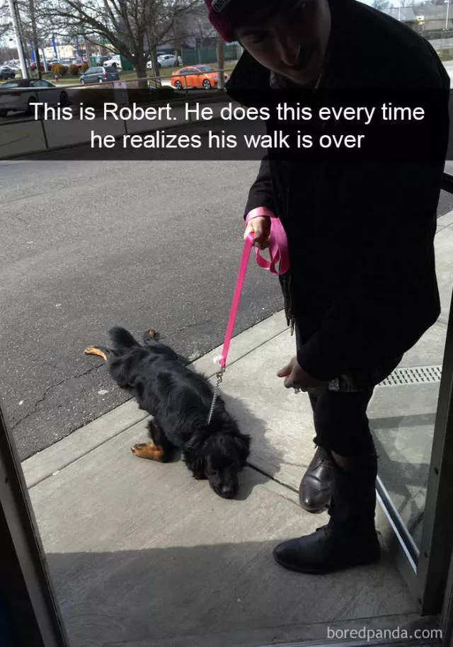 Dogs in snapchat - #26 