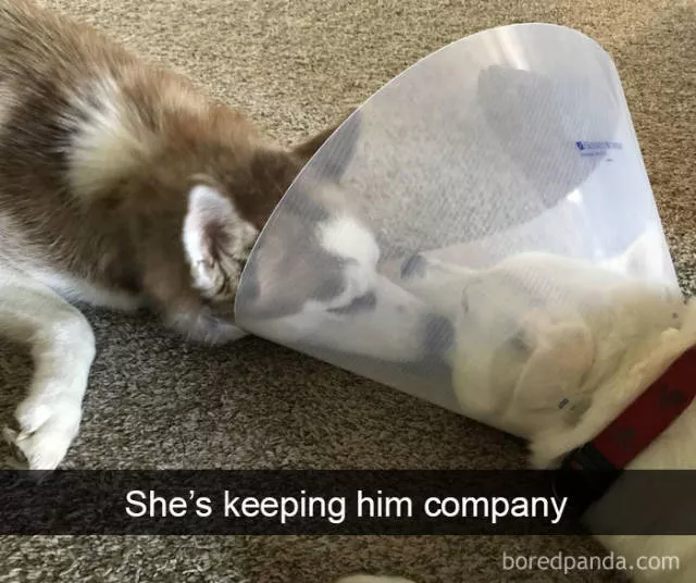 Dogs in snapchat - #27 