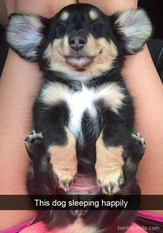 Chiens dans snapchat - #28 
