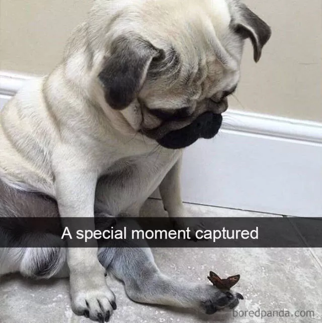 Chiens dans snapchat - #29 