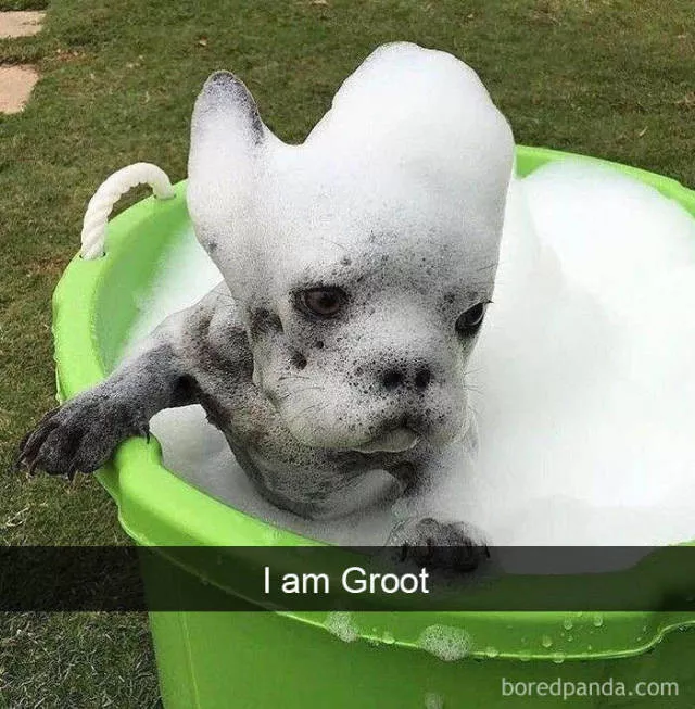 Chiens dans snapchat - #3 