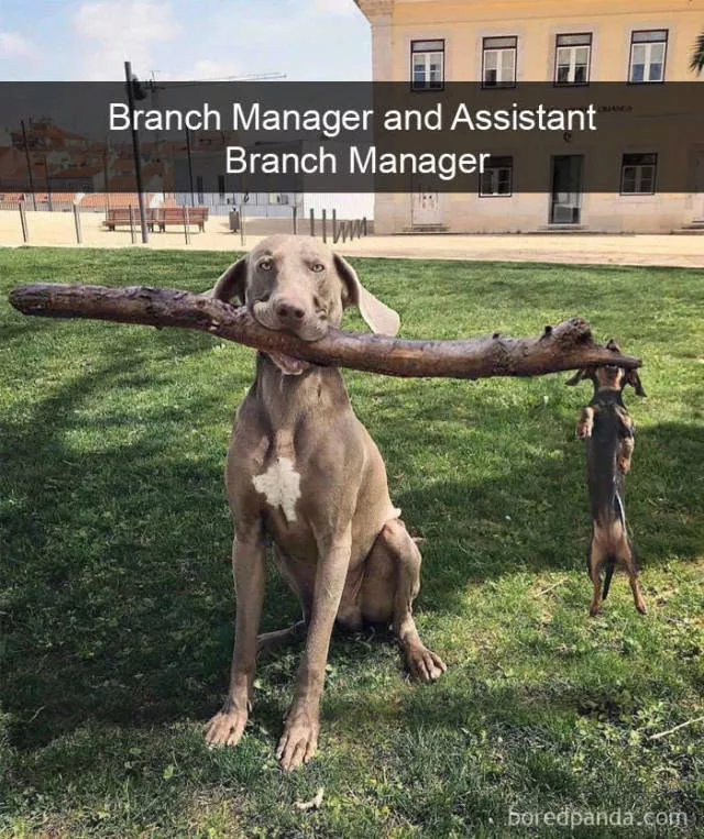 Dogs in snapchat - #30 