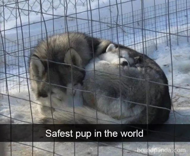 Dogs in snapchat - #31 