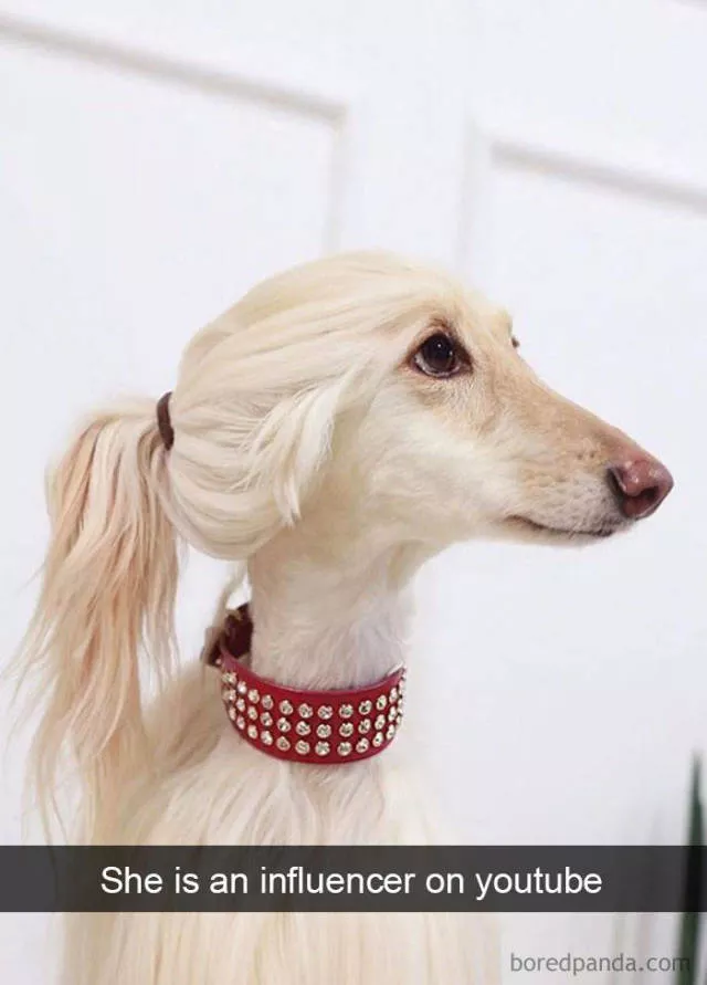 Chiens dans snapchat