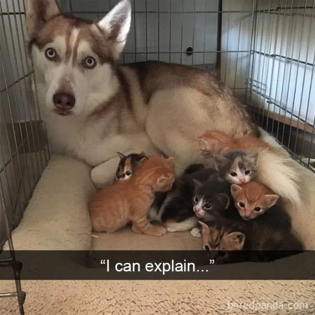 Chiens dans snapchat - #33 
