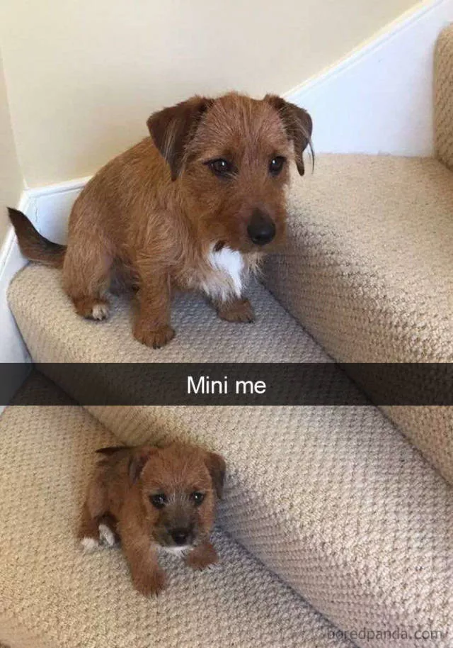 Dogs in snapchat - #34 