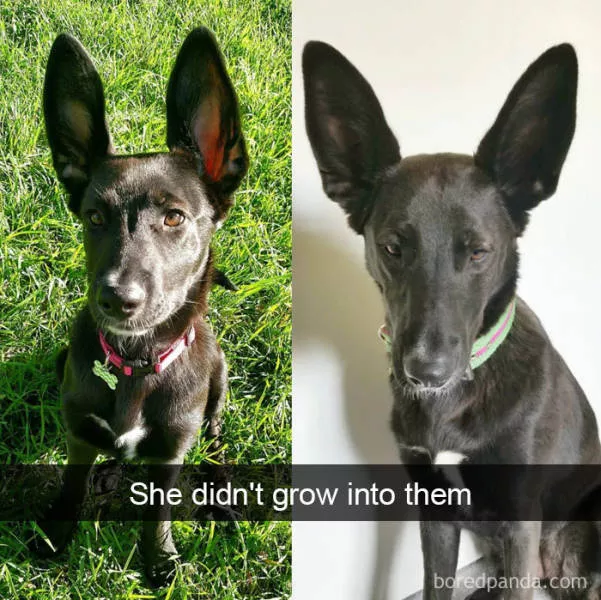 Dogs in snapchat - #35 