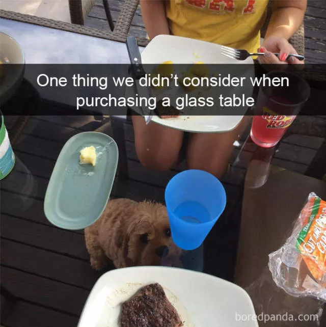 Chiens dans snapchat - #36 
