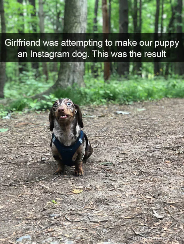 Chiens dans snapchat - #37 