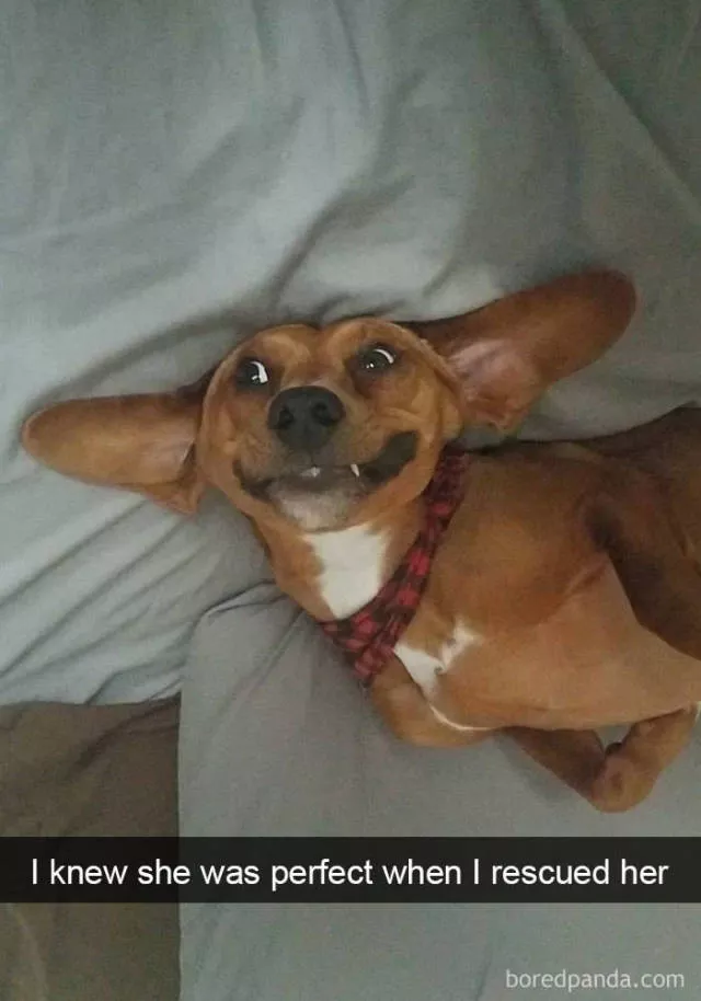 Chiens dans snapchat - #38 