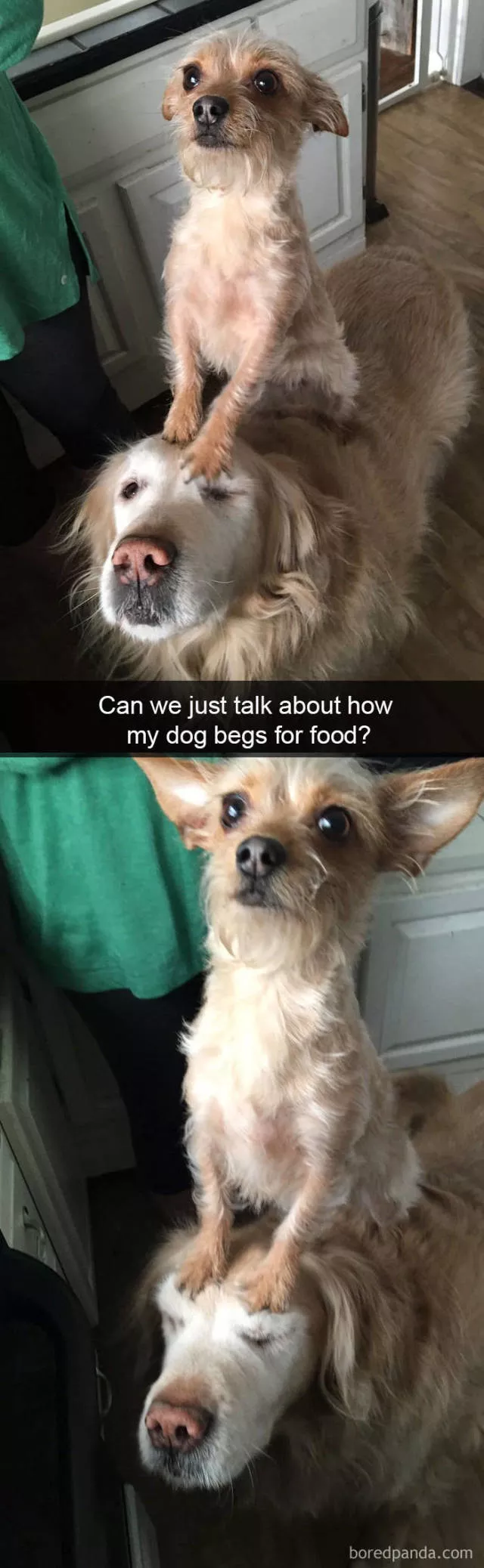 Chiens dans snapchat - #39 