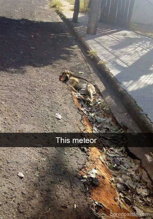 Dogs in snapchat - #4 