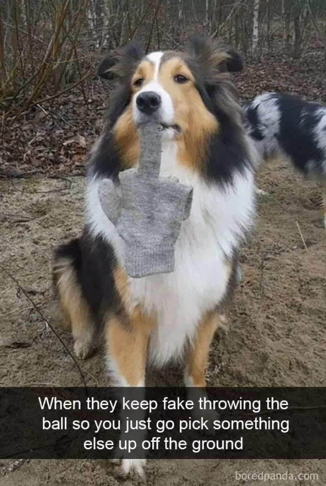 Dogs in snapchat - #40 