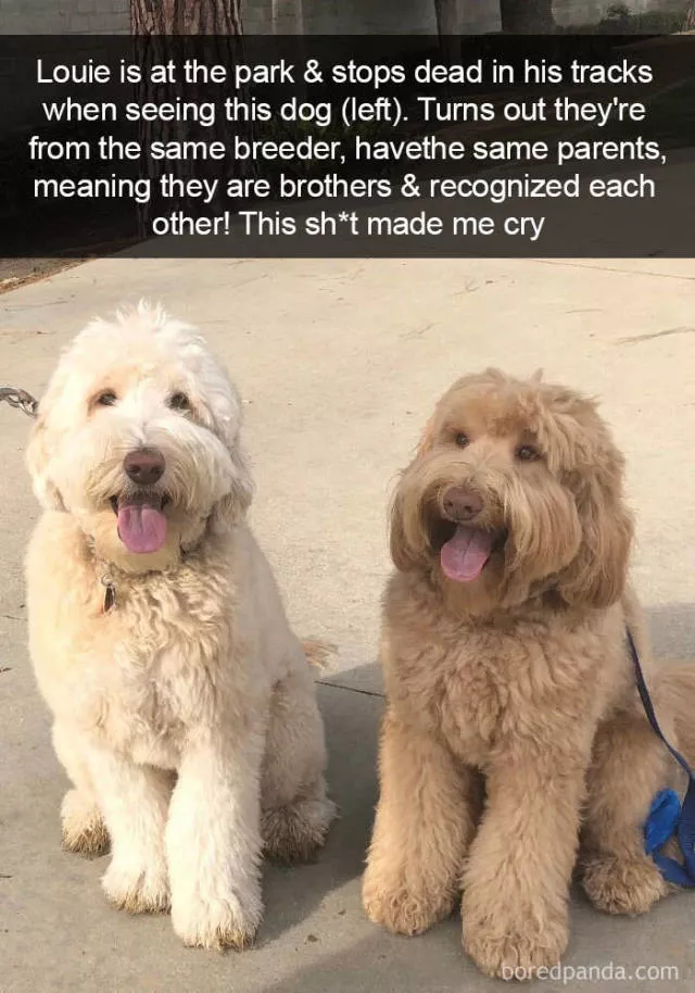 Dogs in snapchat - #6 