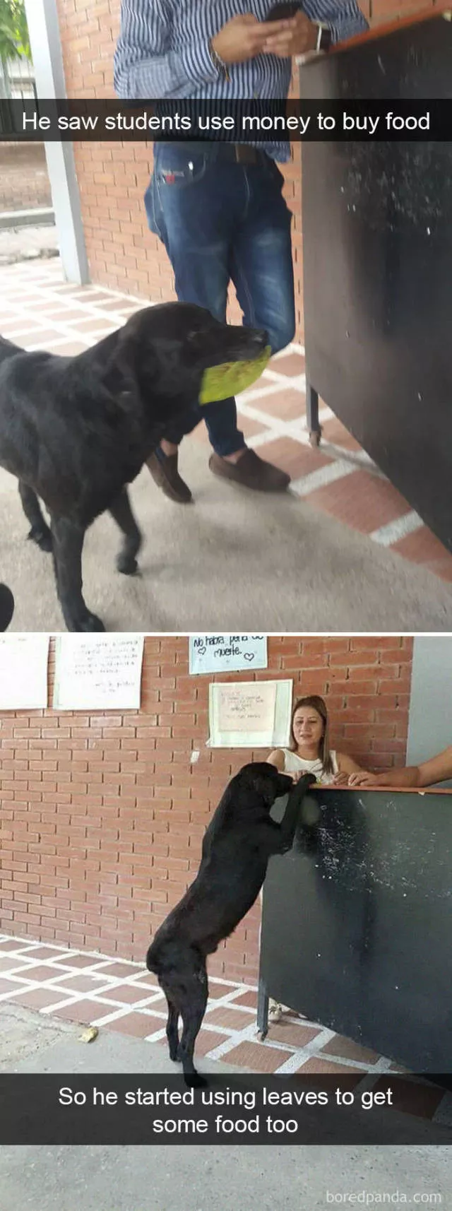 Dogs in snapchat - #7 