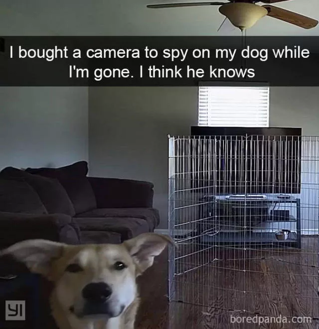 Dogs in snapchat - #8 