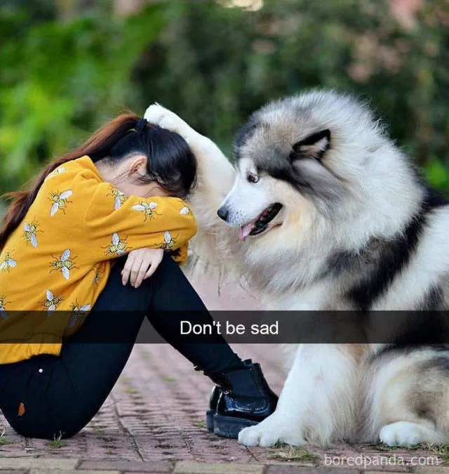 Dogs in snapchat - #9 