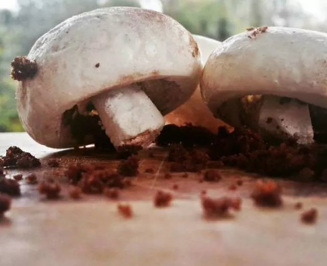 Des desserts pas comme les autres - #31 