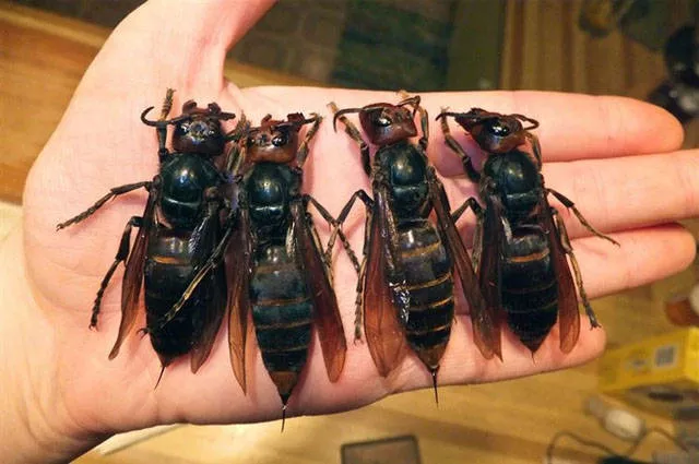 The monsters of nature