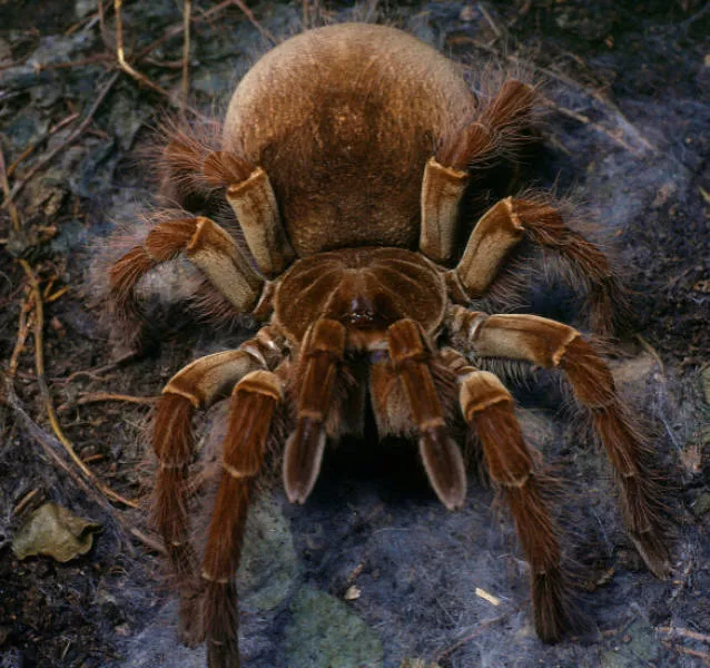 The monsters of nature - #6 