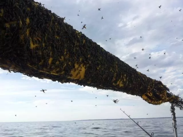 The monsters of nature - #7 