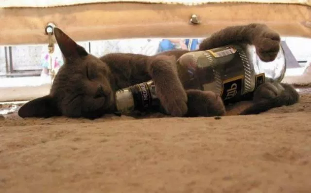 Picdump 88 - #33 