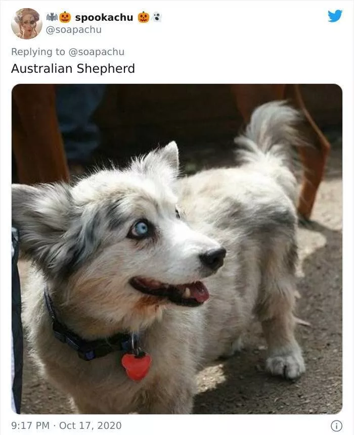 The result when you cross a corgi with another breed - #1 