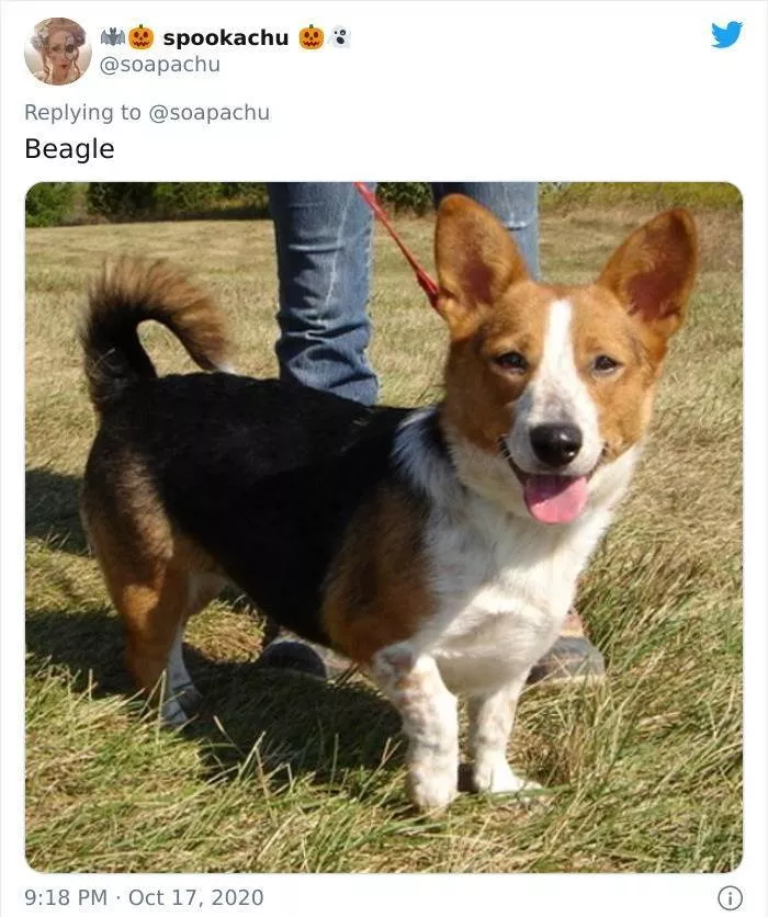 Le resultat lorsque vous croisez un corgi avec une autre race - #10 