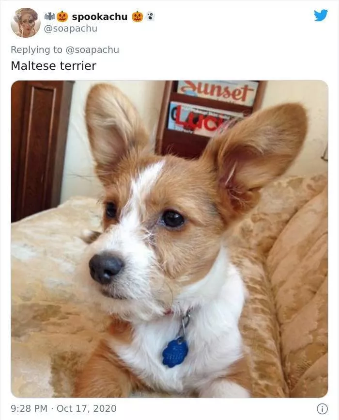 The result when you cross a corgi with another breed - #11 