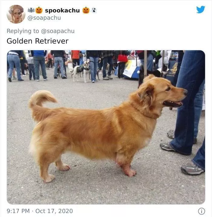 The result when you cross a corgi with another breed - #13 