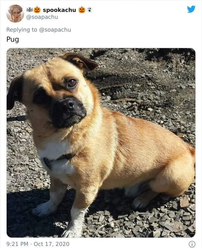 The result when you cross a corgi with another breed - #14 