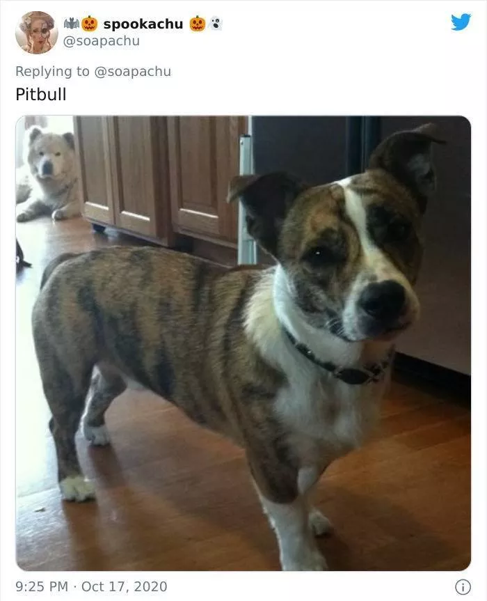 The result when you cross a corgi with another breed - #15 