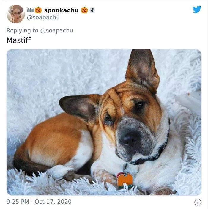 The result when you cross a corgi with another breed - #18 