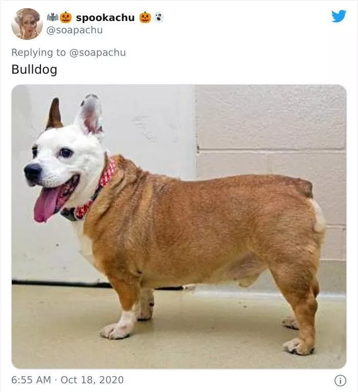 The result when you cross a corgi with another breed
