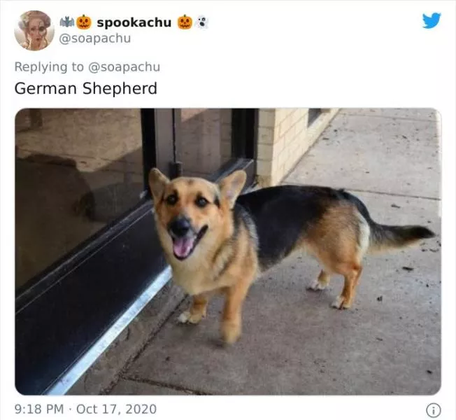 The result when you cross a corgi with another breed - #2 