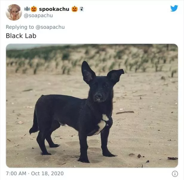 The result when you cross a corgi with another breed