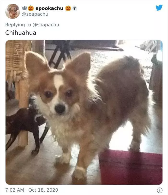The result when you cross a corgi with another breed