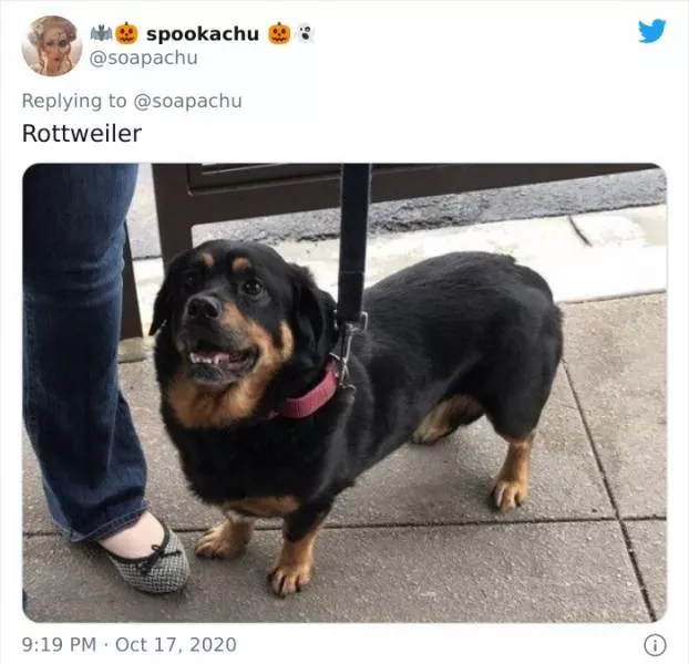 The result when you cross a corgi with another breed - #4 