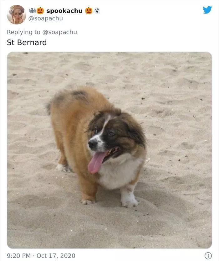 The result when you cross a corgi with another breed - #5 