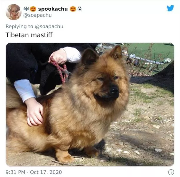 The result when you cross a corgi with another breed - #6 