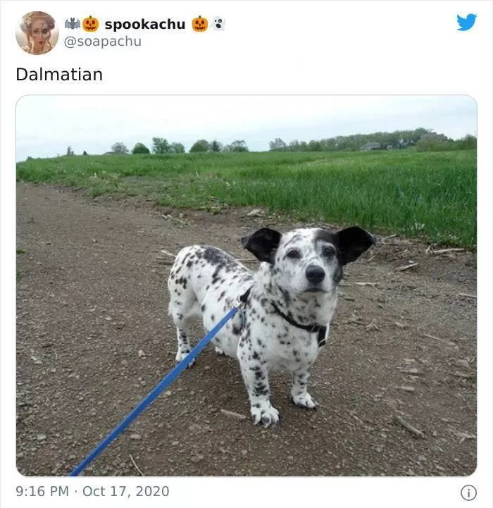 The result when you cross a corgi with another breed - #8 