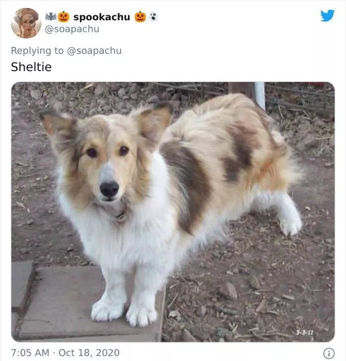The result when you cross a corgi with another breed - #9 
