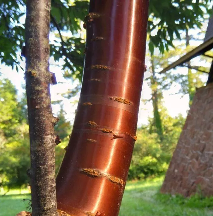 Une nature tres creative - #10 